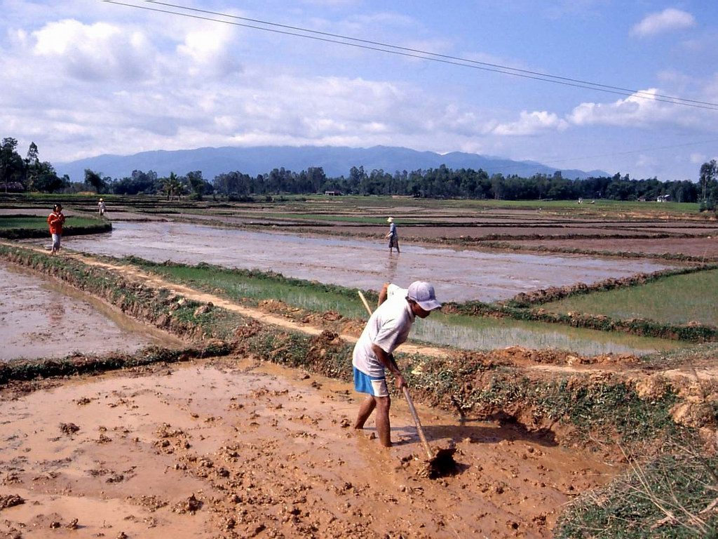 Nông dân làm việc trên ruộng lúa ở Việt Nam.